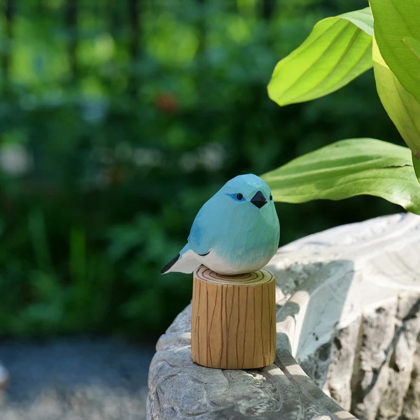 Mountain Bluebird