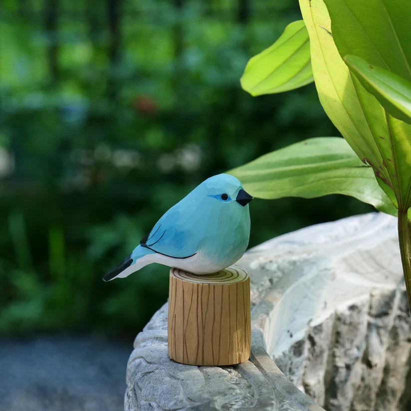 Mountain Bluebird