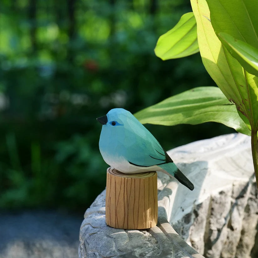 Mountain Bluebird